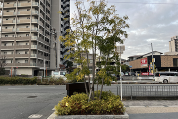 玄関前の植木（剪定後）